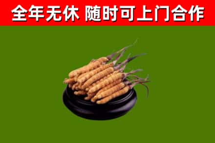 龙泉驿区烟酒回收冬虫夏草.jpg