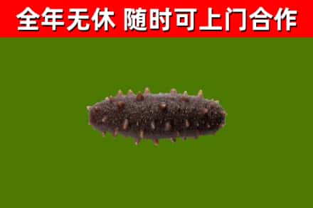 龙泉驿区回收海参干